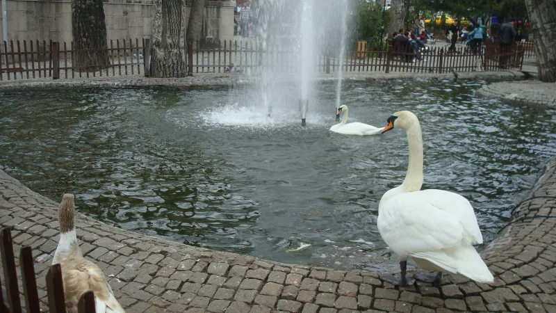 Кугулу парк (Kuğulu Park) — лебеди в центре Ankara