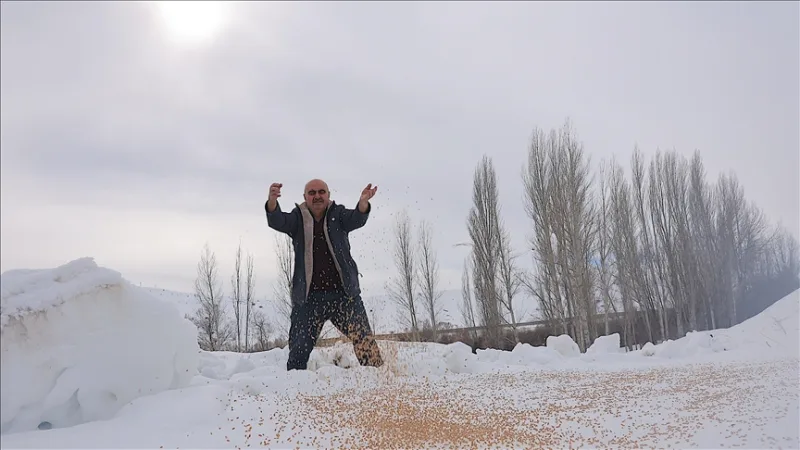 Zimą zostawia naturze 10 ton ziarna, aby 