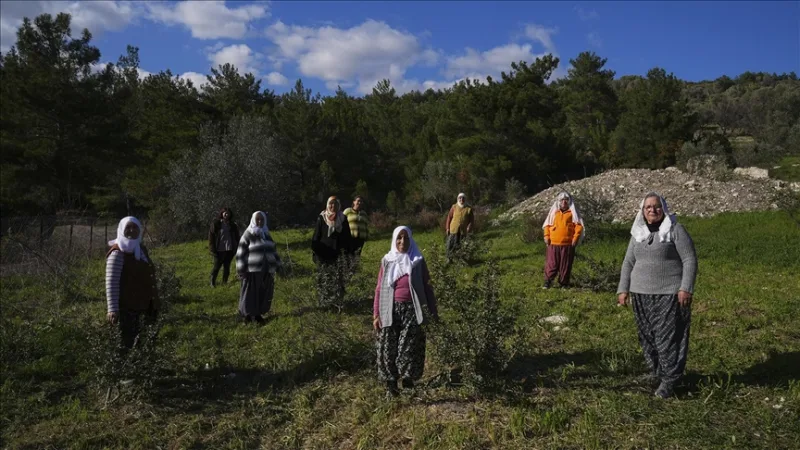 niemimaan naiset elvyttivät luonnonperintönsä, mastiksipuun, uudelleen.