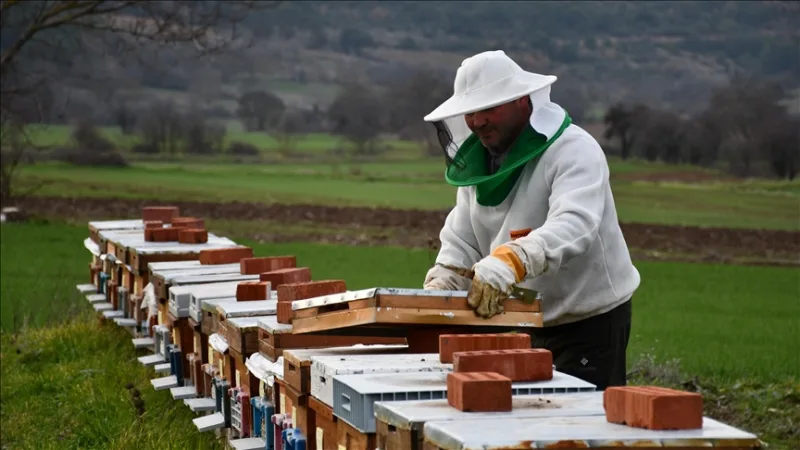 Adoption de 50 ruches dans le cadre du projet 